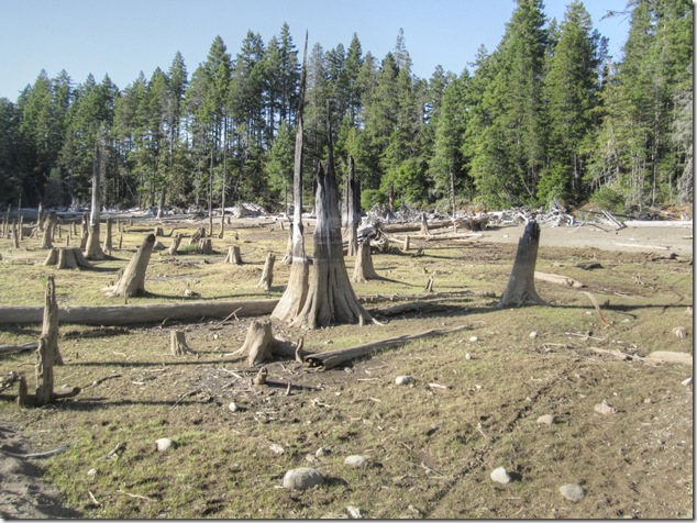 Comox Lake, logging, nature,stumps,hydroelectric,low water level,history
