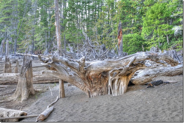 Comox Lake,Lake,logging,stumps,Vancouver Island Images