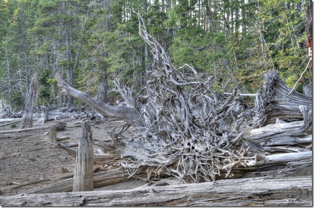 Comox Lake,Lake,logging,stumps,Vancouver Island Images