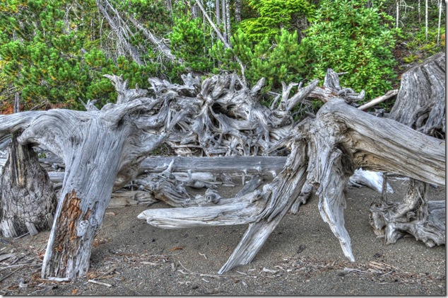Comox Lake,Lake,logging,stumps,Vancouver Island Images