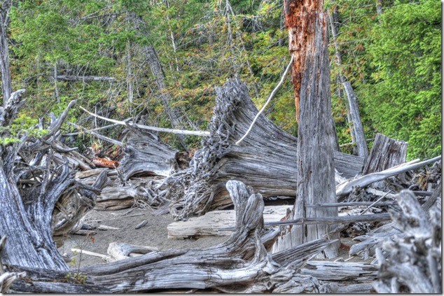 Comox Lake,Lake,logging,stumps,Vancouver Island Images