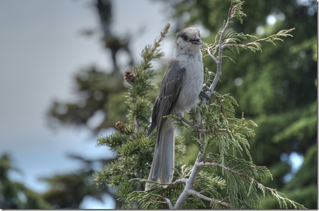 Mount Washington,Whiskey Jacks,birds,nature