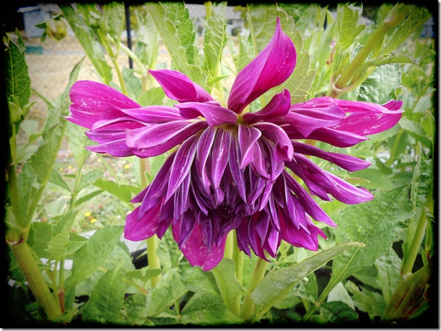 purple,nature,flowers