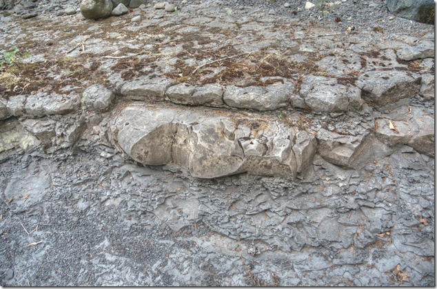 Browns River,Comox Valley,river,nature,fossils