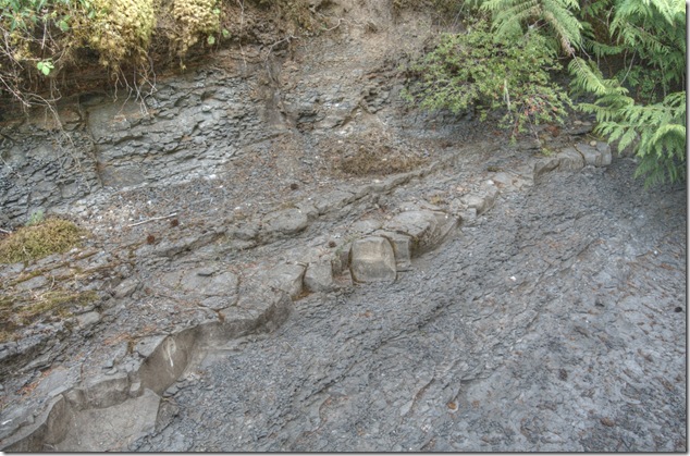 Browns River,Comox Valley,river,nature,fossils