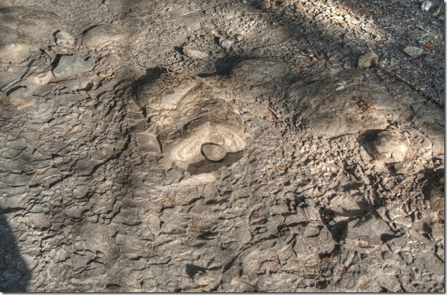 Browns River,Comox Valley,river,nature,fossils