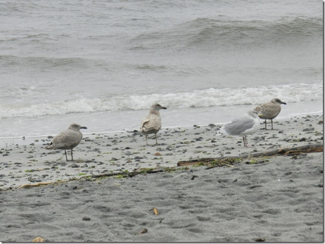 Seagulls,birds,ocean,beach,nature,waves,Miracle Beach,Provincial Park