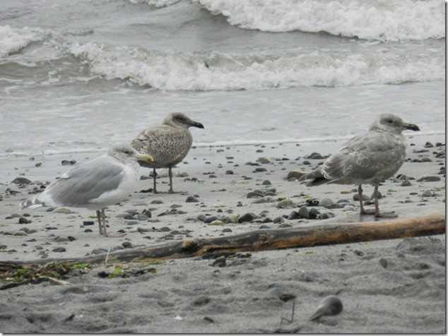 Seagulls,birds,ocean,beach,nature,waves,Miracle Beach,Provincial Park Seagulls,birds,ocean,beach,nature,waves,Miracle Beach,Provincial Park