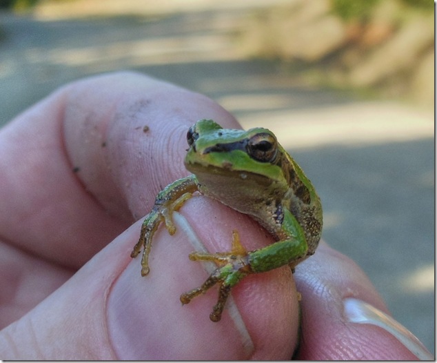 frog,nature,Denman Island,outdoors,Vancouver Island Images,and now you know,Pacific Chorus Frog