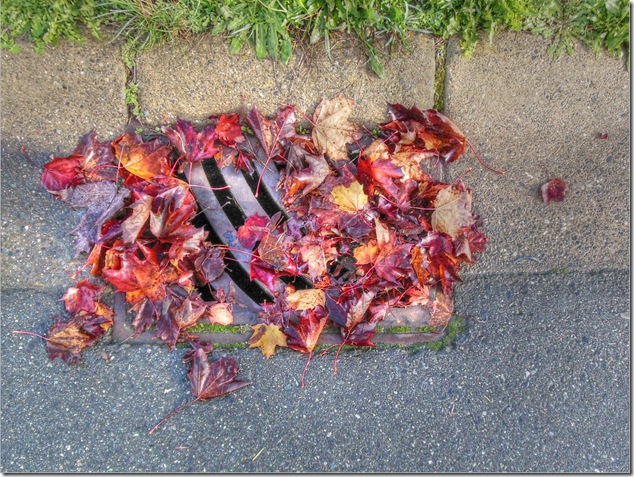 Canada,maple leaf,Vancouver Island Images,fall,leaves,nature Canada,maple leaf,Vancouver Island Images,fall,leaves,nature