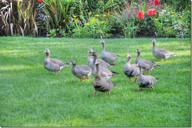 Hatley Castle, Royal Roads,birds,National Historic Site of Canada