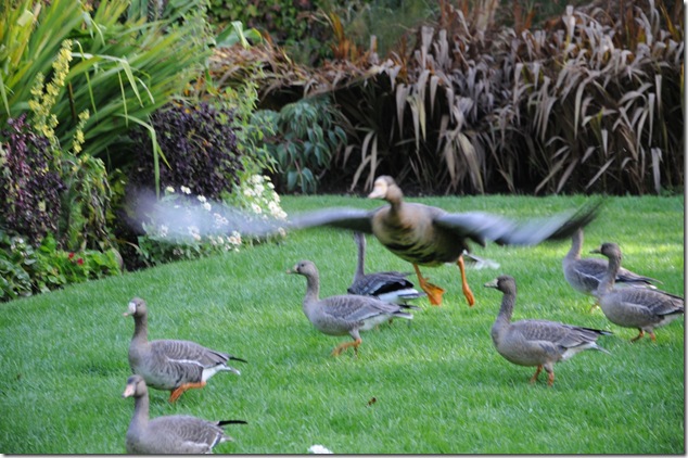 Hatley Castle, Royal Roads,birds,National Historic Site of Canada