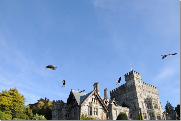 Hatley Castle, Royal Roads,birds,National Historic Site of Canada