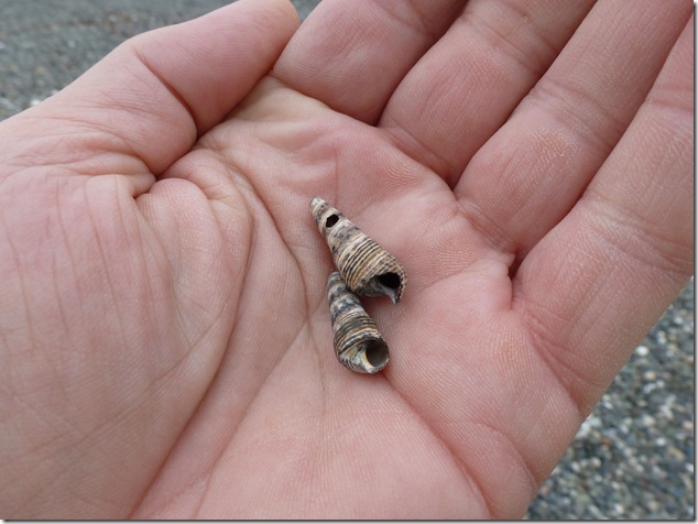 beach,Buckley Bay,Baynes Sound,Vancouver Island Images,shells