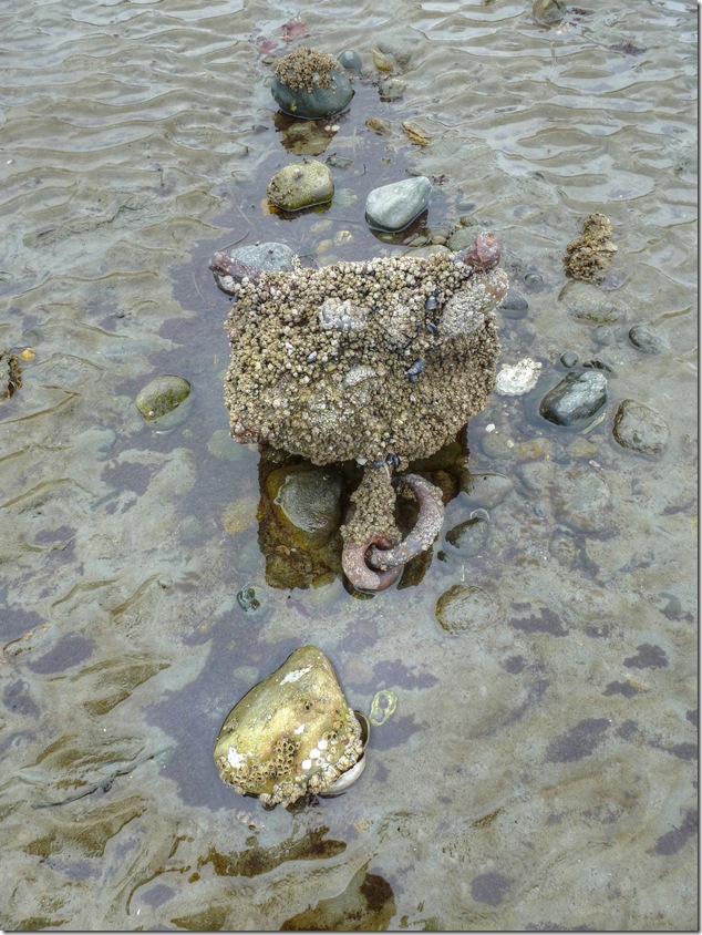 beach,Royston,Baynes Sound,history,Vancouver Island Images