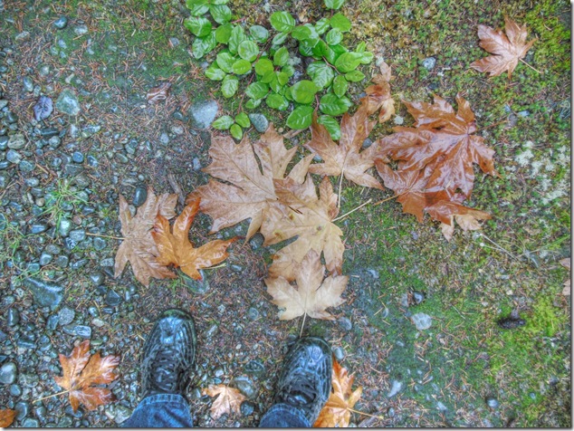 leaves,ocean,beach,nature,waves,Miracle Beach,Provincial Park