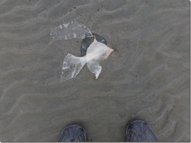 Kelp,beach,seaweed,art,nature