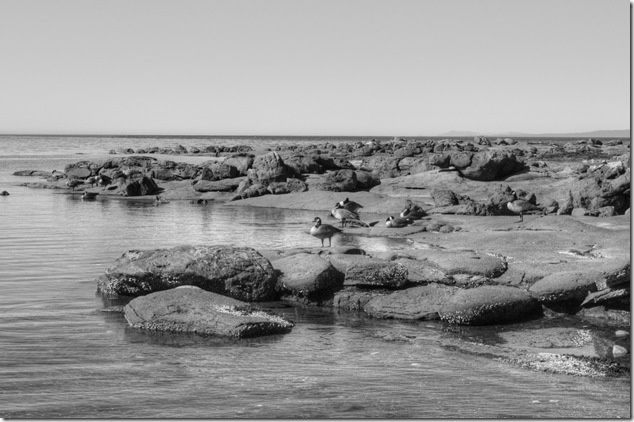 birds,Wall Beach,nature,Georgia Strait,Northwest Bay,Nanoose,Geese