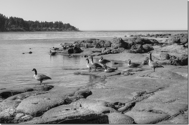 birds,Wall Beach,nature,Georgia Strait,Northwest Bay,Nanoose,Geese