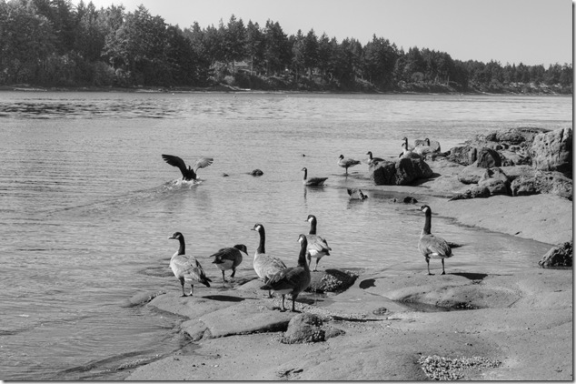 birds,Wall Beach,nature,Georgia Strait,Northwest Bay,Nanoose,Geese