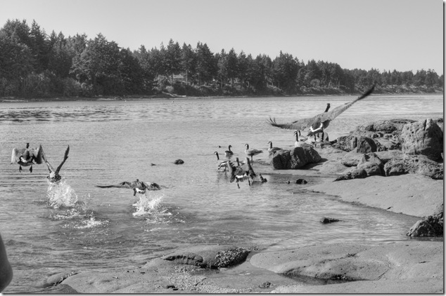 birds,Wall Beach,nature,Georgia Strait,Northwest Bay,Nanoose,Geese
