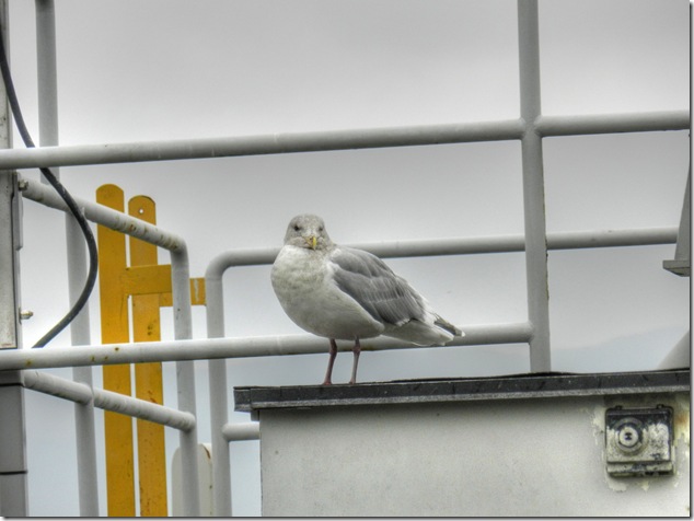 birds,sea gulls, Salt Spring,Vesuvius Bay,Gulf Islands,Burgoyne Bay