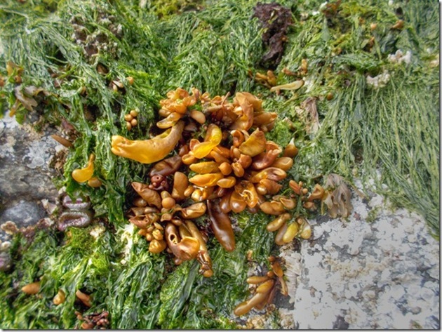 Pacific Rim National Park Reserve,beach,marine life,nature,kelp,Tofino