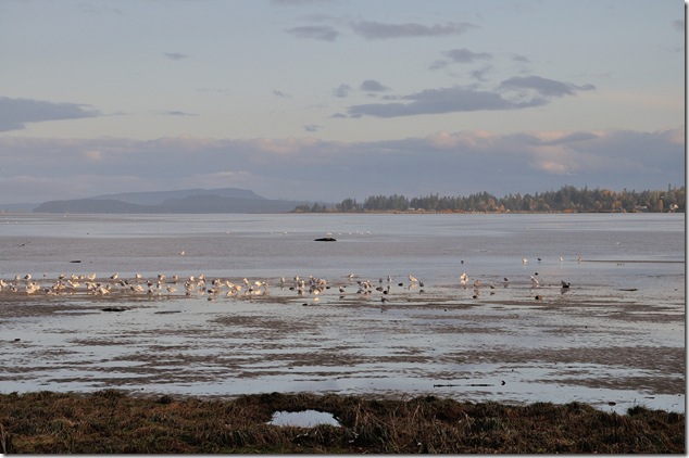 Comox Estuary,Comox,Baynes Sound,Salish Sea,Georgia Strait,Denmam,Gulf Islands,Goose Spit,HMCS Quadra