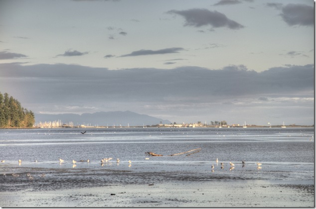 Comox Estuary,Comox,Baynes Sound,Salish Sea,Georgia Strait,Denmam,Gulf Islands,Goose Spit,HMCS Quadra