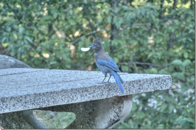 Blue Jays,Taylor River,Highway 4,Pacific Rim,birds,rest stop,Port Alberni
