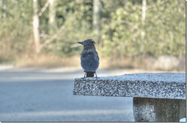 Blue Jays,Taylor River,Highway 4,Pacific Rim,birds,rest stop,Port Alberni