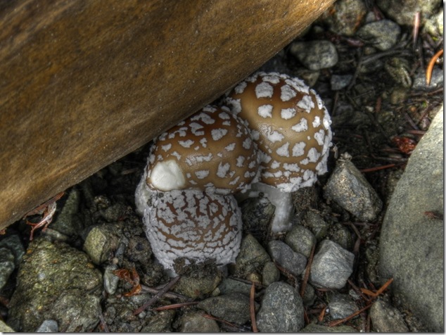 mushrooms,fungii,fungus,nature