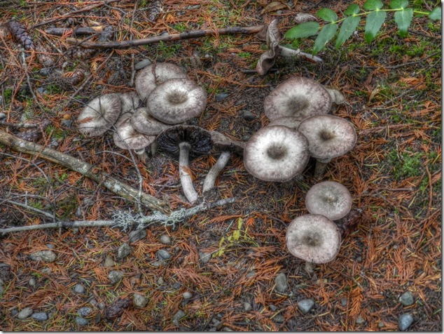 mushrooms,fungii,fungus,nature