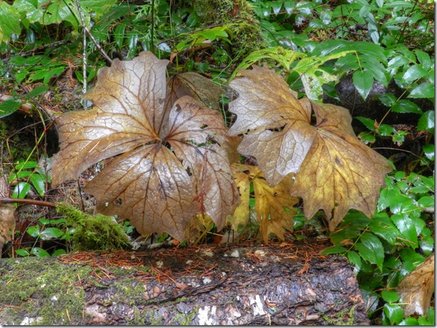 Puntledge River Recreation Area,maple leaves,Fall,nature