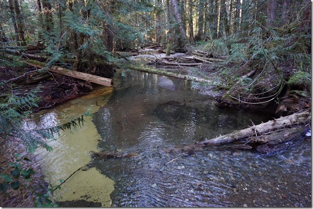 Puntledge Recreation Area,Bear Bait trail,Supply Creek,vancouver island images,forest,nature