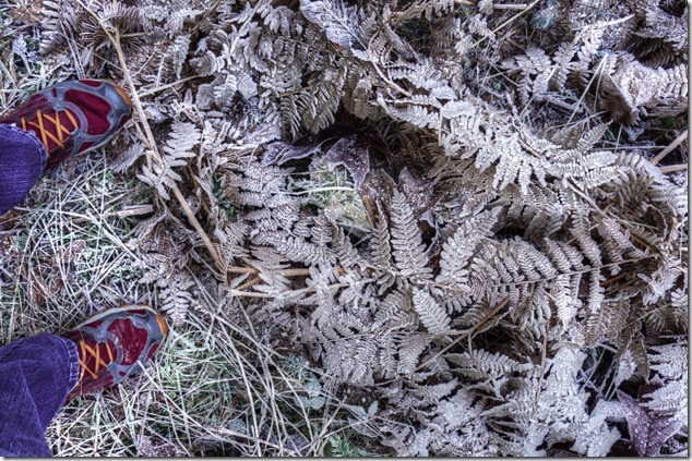 Puntledge Recreation Area,winter,frost,leaves,Bears Bait Trail,hoar frost,frost