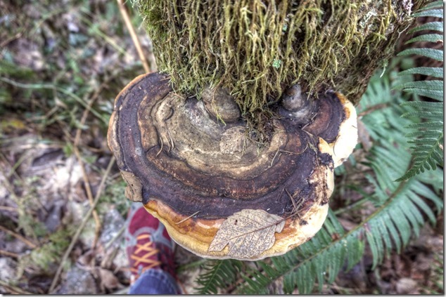 fungus,nature,ferns,winter