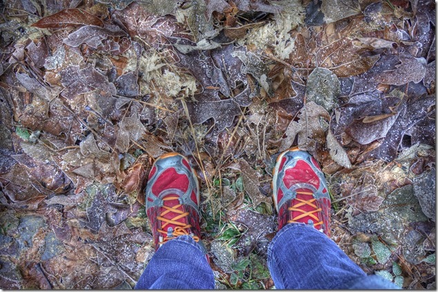 Puntledge Recreation Area,winter,frost,leaves,Maple Leaf,Bears Bait Trail