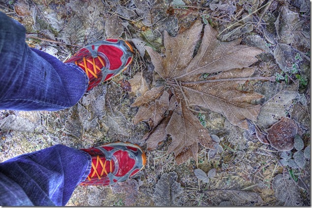 Puntledge Recreation Area,winter,frost,leaves,Maple Leaf,Bears Bait Trail