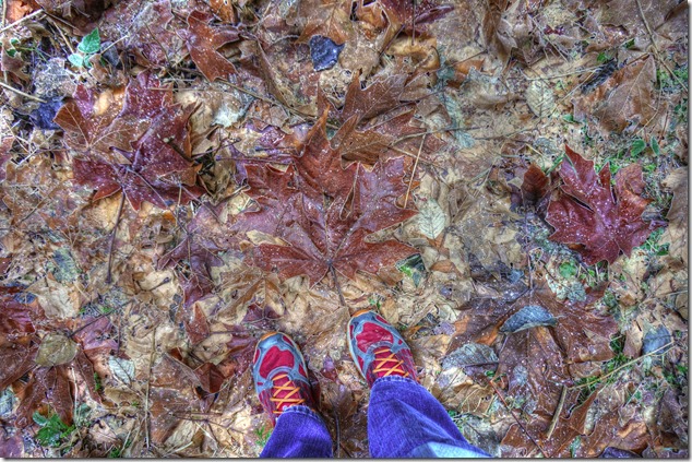 Puntledge Recreation Area,winter,frost,leaves,Maple Leaf,Bears Bait Trail