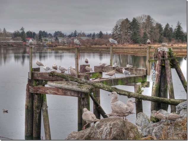 seagull,birds,Comox Estuary,nature,Comox Valley