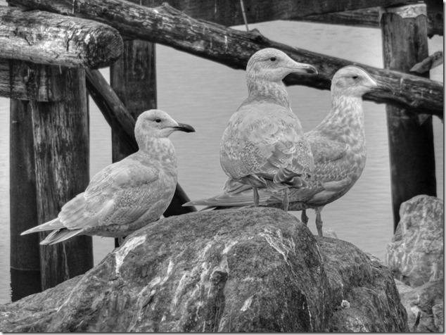 seagull,birds,Comox Estuary,nature,Comox Valley