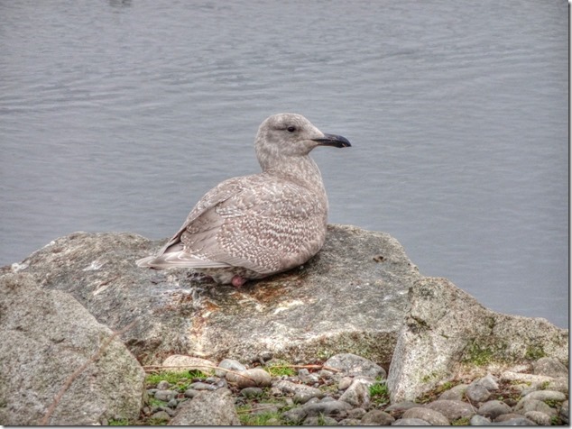 seagull,birds,Comox Estuary,nature,Comox Valley