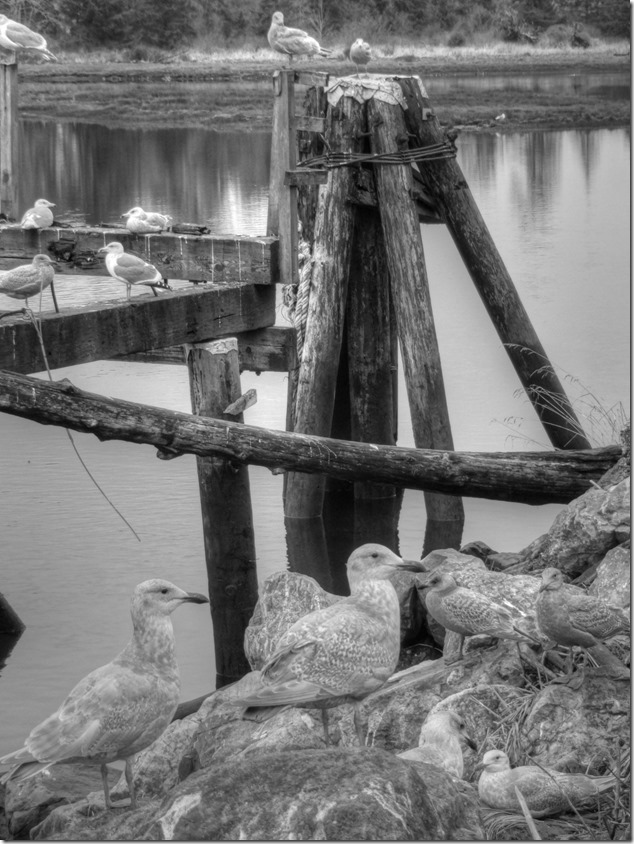 seagull,birds,Comox Estuary,nature,Comox Valley