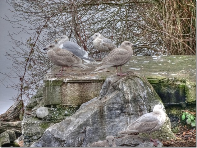seagull,birds,Comox Estuary,nature,Comox Valley