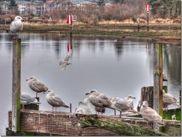 seagull,birds,Comox Estuary,nature,Comox Valley