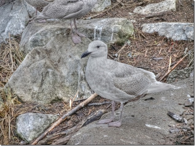 seagull,birds,Comox Estuary,nature,Comox Valley