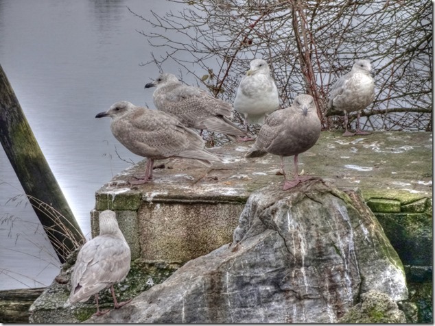 seagull,birds,Comox Estuary,nature,Comox Valley