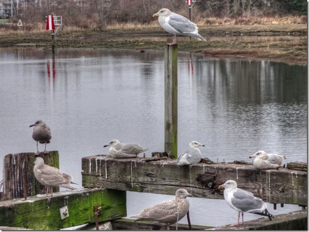 seagull,birds,Comox Estuary,nature,Comox Valley