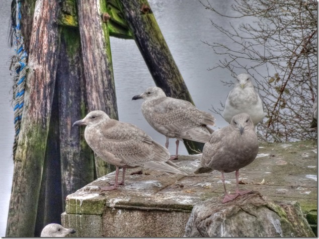 seagull,birds,Comox Estuary,nature,Comox Valley
